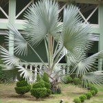 Palmeira Azul Bismarckia Nobilis