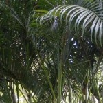 Areca Bambu