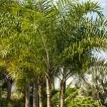 Areca de Locuba