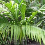 Areca Triandra