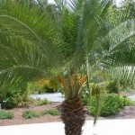 Fenix, Tamareira de Jardim