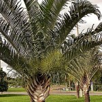 Neodypsis