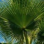 Palmeira Whashingtonia