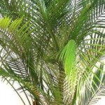 Palmeirinha de Petr�polis