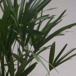 Palmeira Raphis