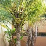 Coco An�o - Foto 2