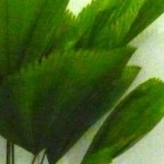 Palmeira Licuala