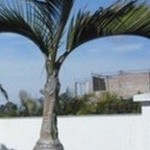Palmeira Garrafa
