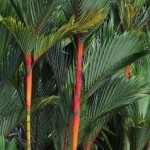 Palmeira Laka