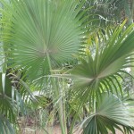 palmeira Latania