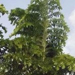Cariota