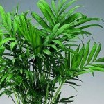 Chameodorea