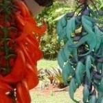 JADE AZUL / VERMELHA