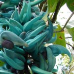 JADE AZUL / VERMELHA - Foto 3