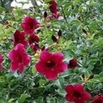Alamanda amarela / vermelha