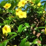 Alamanda amarela / vermelha - Foto 2