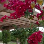 Primavera