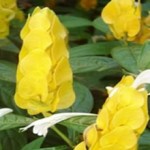 Camar�o Amarelo / vermelho