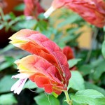 Camar�o Amarelo / vermelho - Foto 2