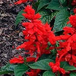 Salvia Vermelha