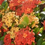 Ixora