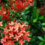 Ixora Mini
