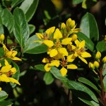 Trialis