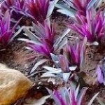 Abacaxi Roxo