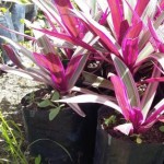 Abacaxi Roxo Mini