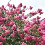 Reseda