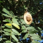 Sucupira