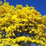 Yp� Amarelo