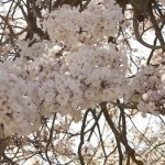 Yp� Branco