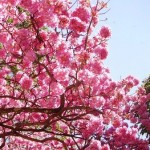 Yp� Rosa