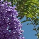 Jacarand�
