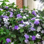 Manac� de Jardim
