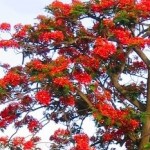 Flamboyant
