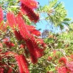 Callistemon ou Escova de Garrafa