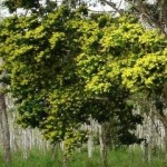 Pau-Brasil