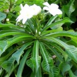 Buqu� de Noiva