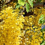 Ac�cia Chuva de ouro