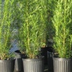 Podocarpus