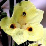Mor�ia Branca e amarela