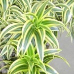 Pleomele Variegata