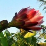 Mandacaru