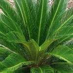 Cica Revoluta