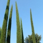 Pyramidallis
