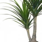 Pandanus