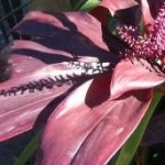 Dracena Cordiline / vermelha