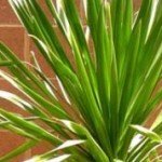 Dracena Arb�rea